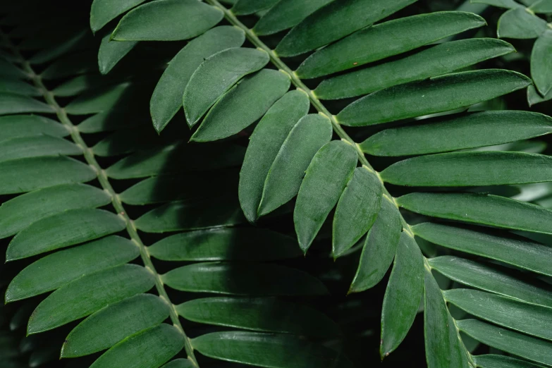 a close up of a plant with green leaves