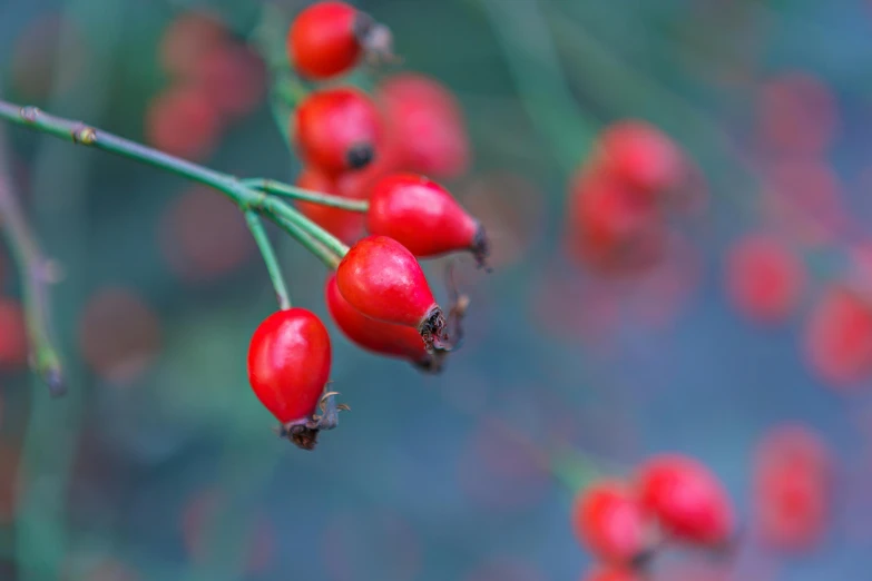 a bush filled with red berries next to a tree