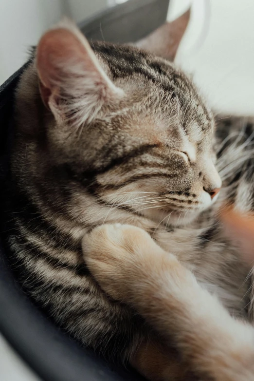 a cat that is laying down in a bowl, trending on pexels, he holds her while she sleeps, dynamic closeup, gif, grey