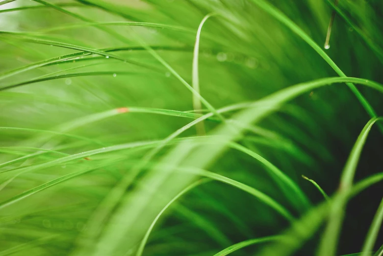 a red fire hydrant sitting on top of a lush green plant, a picture, by Adam Marczyński, unsplash, stylized grass texture, green iris, green: 0.5, zoomed in shots