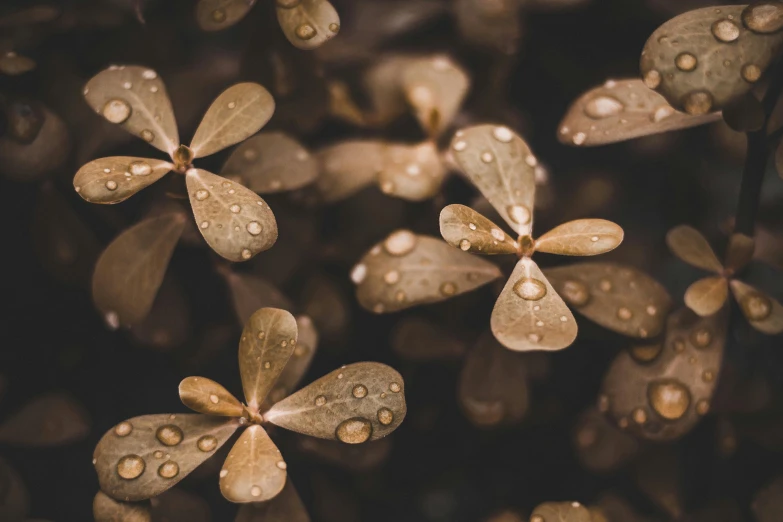 a bunch of leaves with water droplets on them, trending on pexels, muted brown, clover, gold flaked flowers, thumbnail