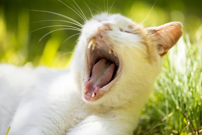 a close up of a cat yawning in the grass, an album cover, by Dan Content, shutterstock, fan favorite, white, snoring, hot summer day