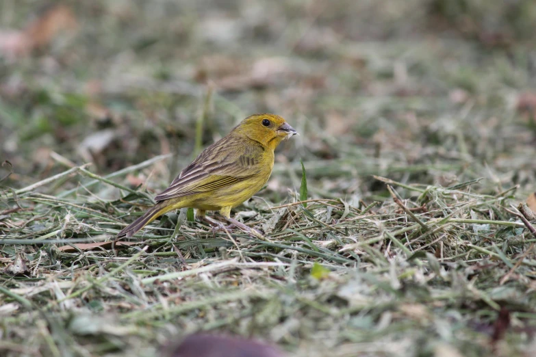 a small yellow bird is standing in the grass, 1 female, eating, tjalf sparnaay, new species