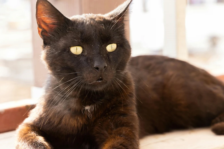 a close up of a cat laying on a window sill, a portrait, by Julia Pishtar, unsplash, black and brown, manuka, he is a long boi ”, with glowing yellow eyes