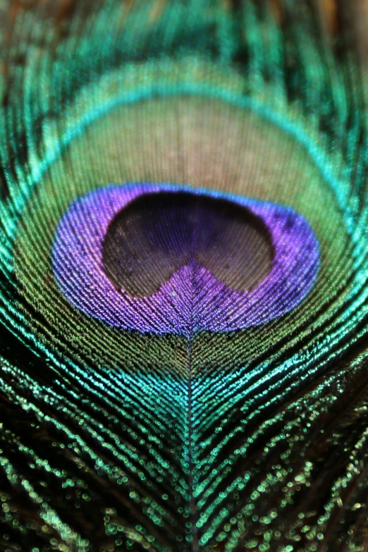 a blue and green peacock feather with a black stripe