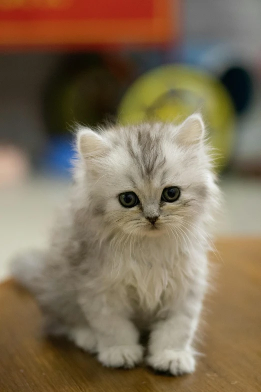 a small kitten sitting on top of a wooden table, a pastel, trending on reddit, cloud-like white hair, taken in the late 2010s, dynamic closeup, scruffy looking