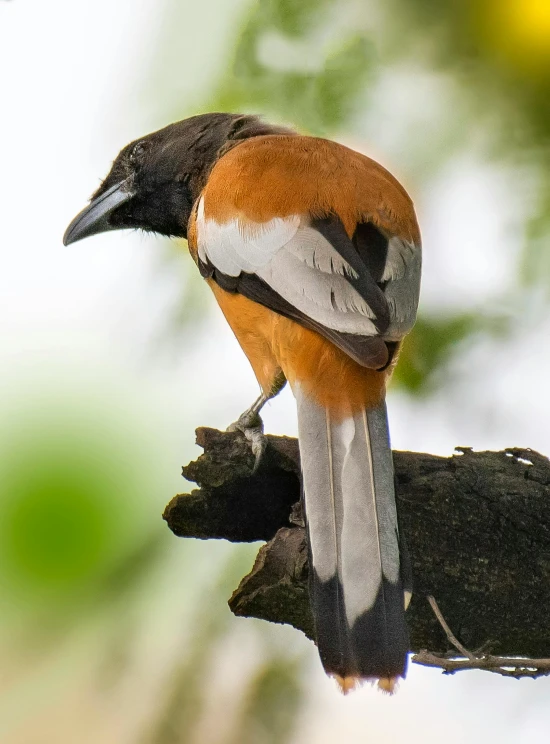 a bird sitting on top of a tree branch, posing for the camera, rounded beak, dark sienna and white, slide show