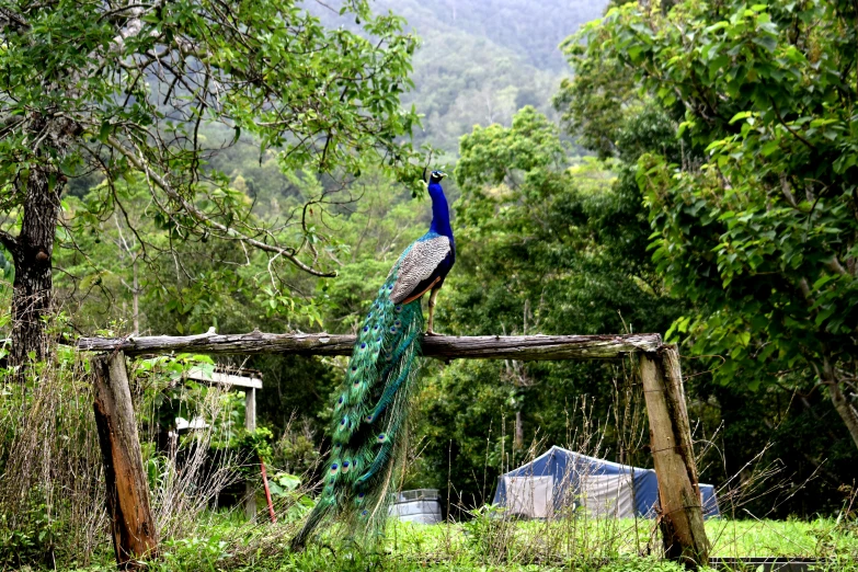 a peacock sitting on top of a wooden fence, by Elizabeth Durack, pexels contest winner, in a jungle environment, camp, 2 5 6 x 2 5 6 pixels, rural