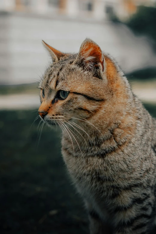 a cat that is sitting in the grass