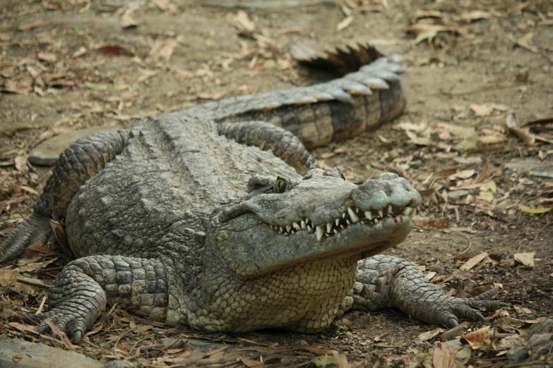 an alligator that is laying down on the ground, pexels contest winner, hurufiyya, gray mottled skin, mixed animal, australian, large teeth