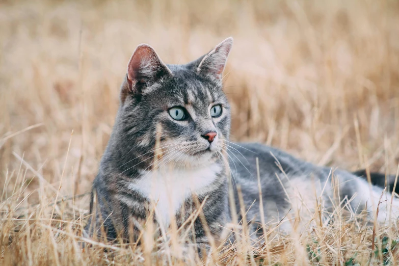 a cat that is laying down in the grass, a portrait, unsplash, manuka, avatar image, sitting in a field, ad image