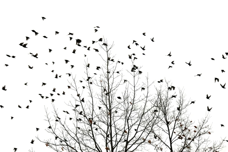 a flock of birds flying over a bare tree, by Andries Stock, pexels, conceptual art, on white, dwell, jia ruan, etsy