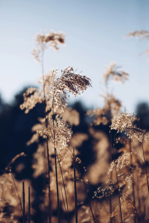 some grass that is growing in a field