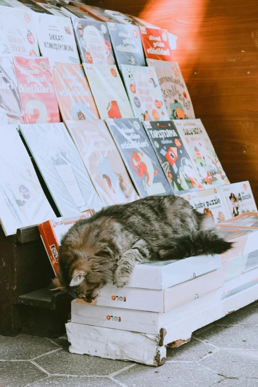 a cat laying on top of a pile of books, a cartoon, trending on unsplash, sitting on a store shelf, in sao paulo, soft vinyl, gif