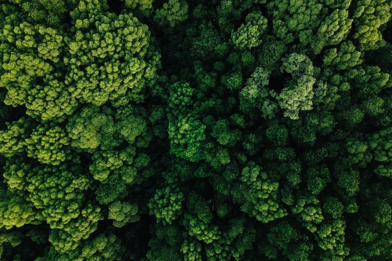 a forest filled with lots of green trees, unsplash contest winner, overhead birdseye view, ((trees))