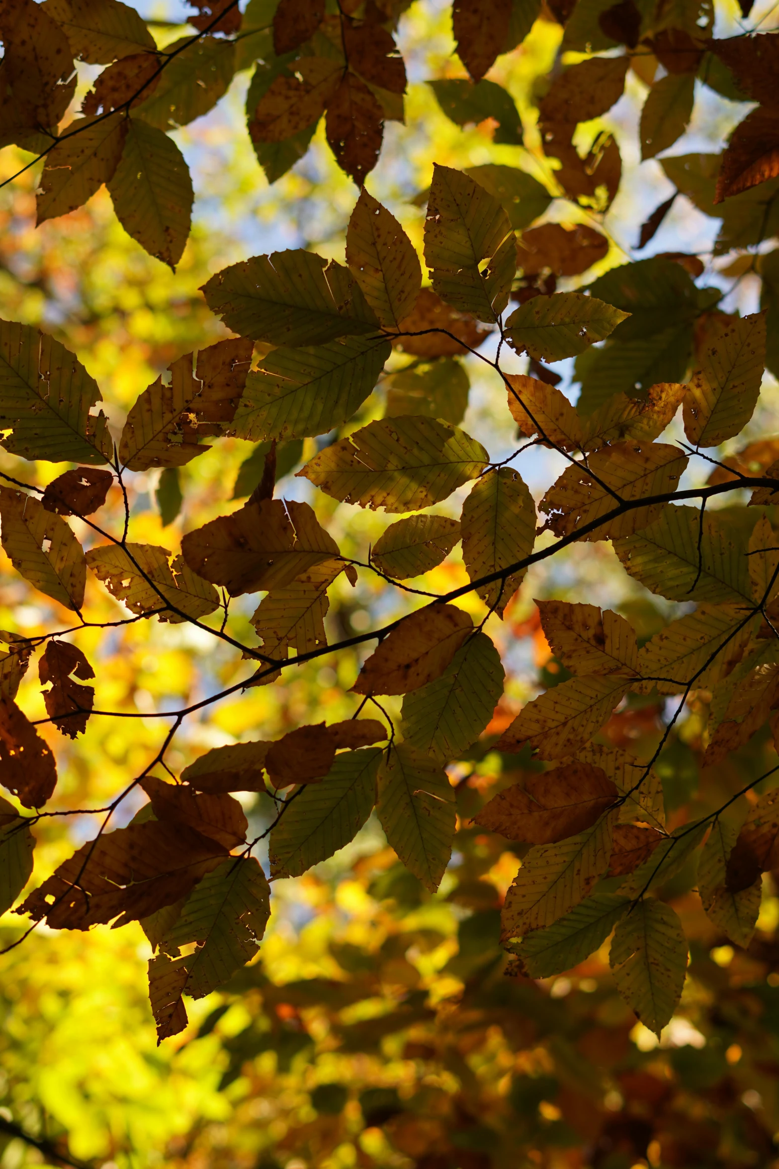 the sun shines through the leaves of a tree, by David Simpson, in autumn, close up image