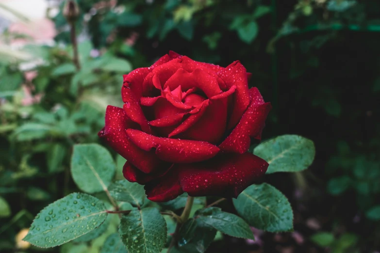 a red rose with water droplets on it, by Niko Henrichon, pexels, lush surroundings, paul barson, well preserved, exterior shot