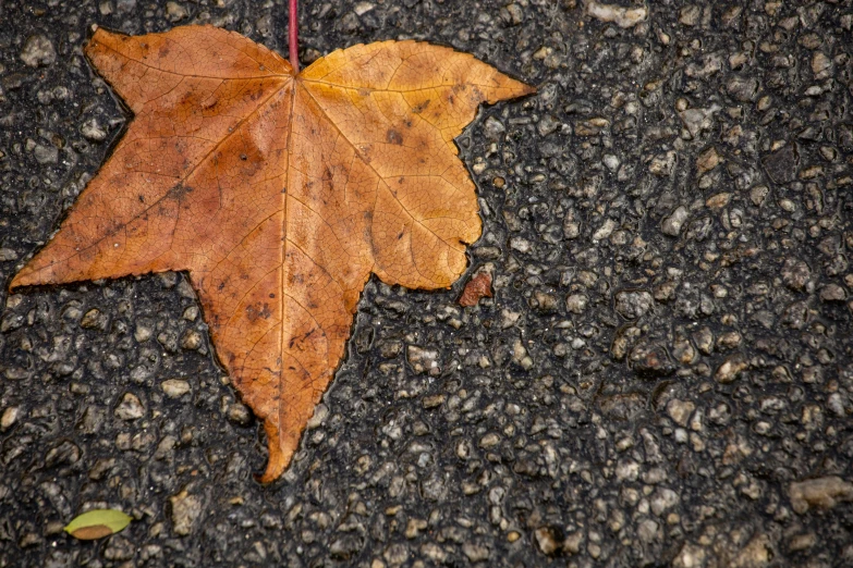 a leaf that is laying on the ground, by Daniel Gelon, unsplash, photorealism, asphalt and metal, 15081959 21121991 01012000 4k