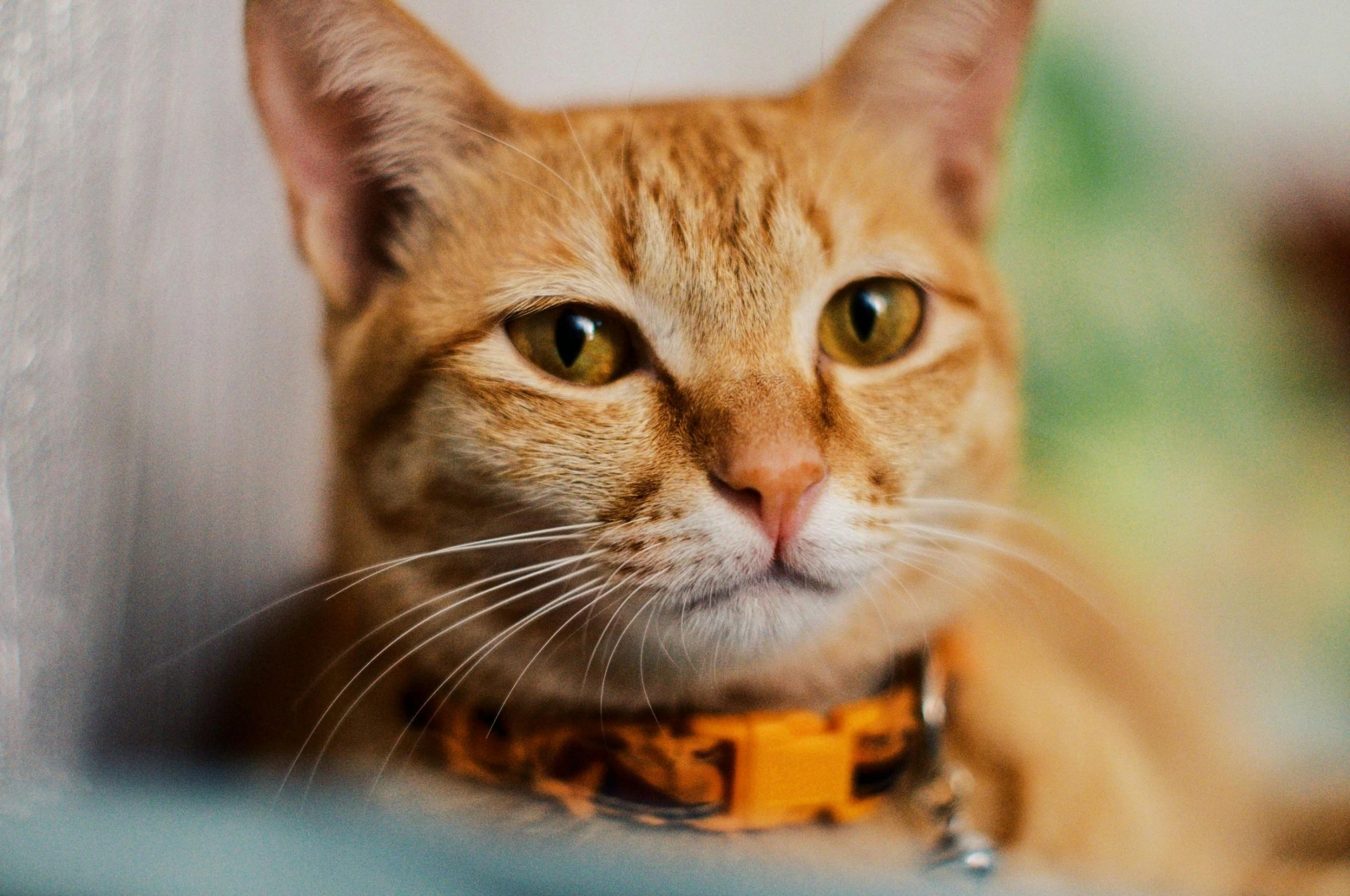 a close up of a cat wearing a collar, a photo, trending on pexels, orange hue, instagram post, high quality upload, photo realistic”