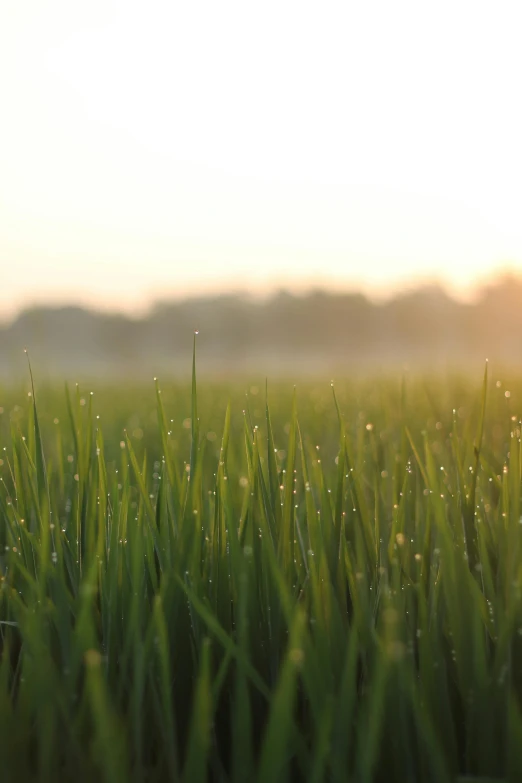 a field of grass with water droplets on it, pexels, sun rising, rice, neighborhood, tall