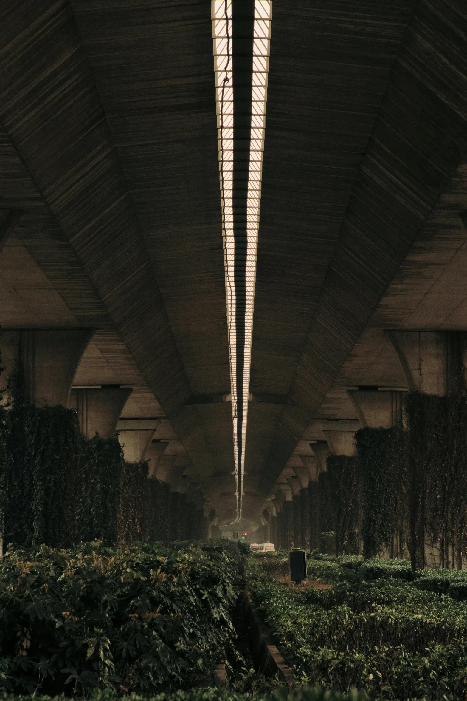 a bunch of plants that are under a bridge, a matte painting, unsplash contest winner, brutalism, ignant, shot from movie, highway, ground level view