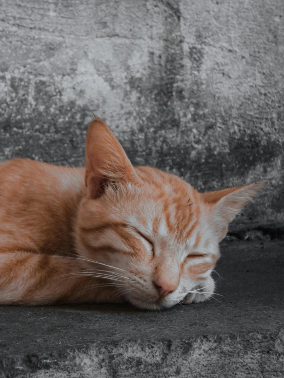 a cat that is laying down on the ground, pexels contest winner, on grey background, orange hue, asleep, gif