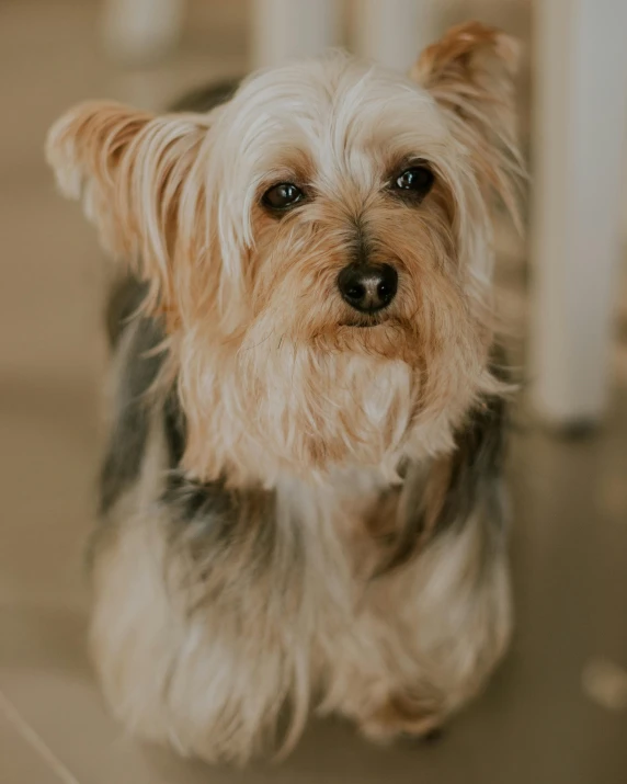 a small dog sitting on a tiled floor, trending on pexels, silver haired, portrait featured on unsplash, dof:-1, furry brown body