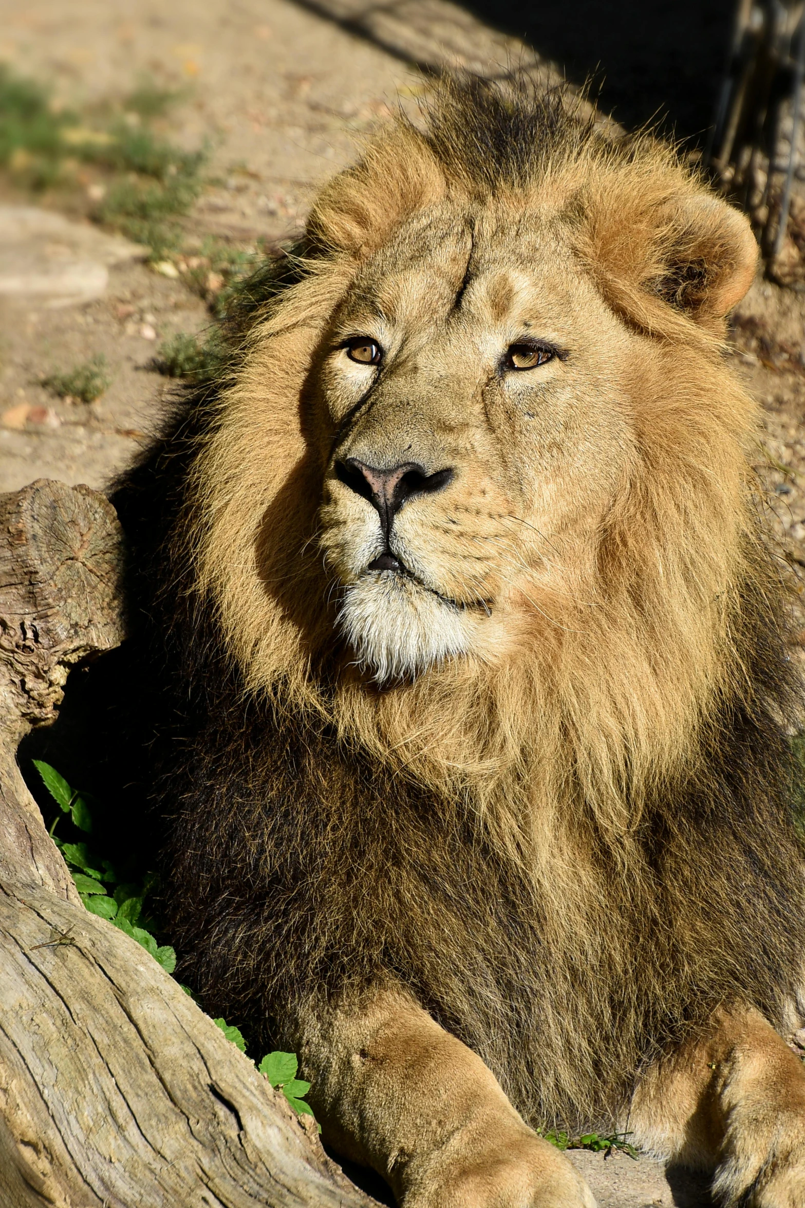 a close up of a lion laying on a log, is looking at the camera, holding court, on a sunny day, facing front