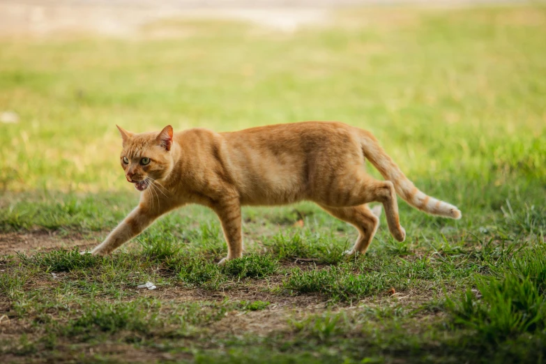 an orange cat walking across a lush green field, unsplash, male emaciated, aggressive stance, cat eating, getty images