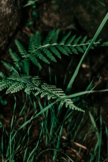 a red fire hydrant sitting on top of a lush green field, inspired by Elsa Bleda, unsplash, dried fern, with a black background, looking down at the forest floor, #green