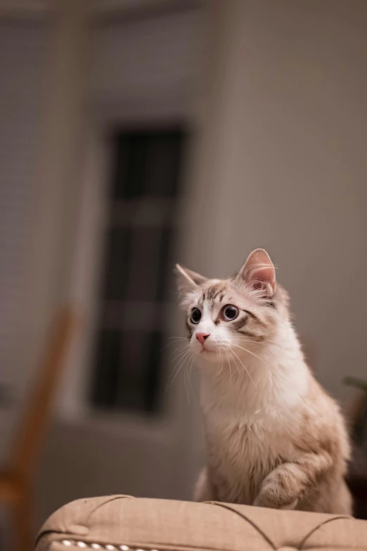 a cat sitting on top of a couch in a living room, a picture, by Niko Henrichon, unsplash, off camera flash, looking surprised, 4 5 mm bokeh, on a white table