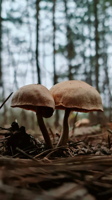 a couple of mushrooms sitting on top of a forest floor, unsplash, paul barson, slide show, ap photo, multiple stories