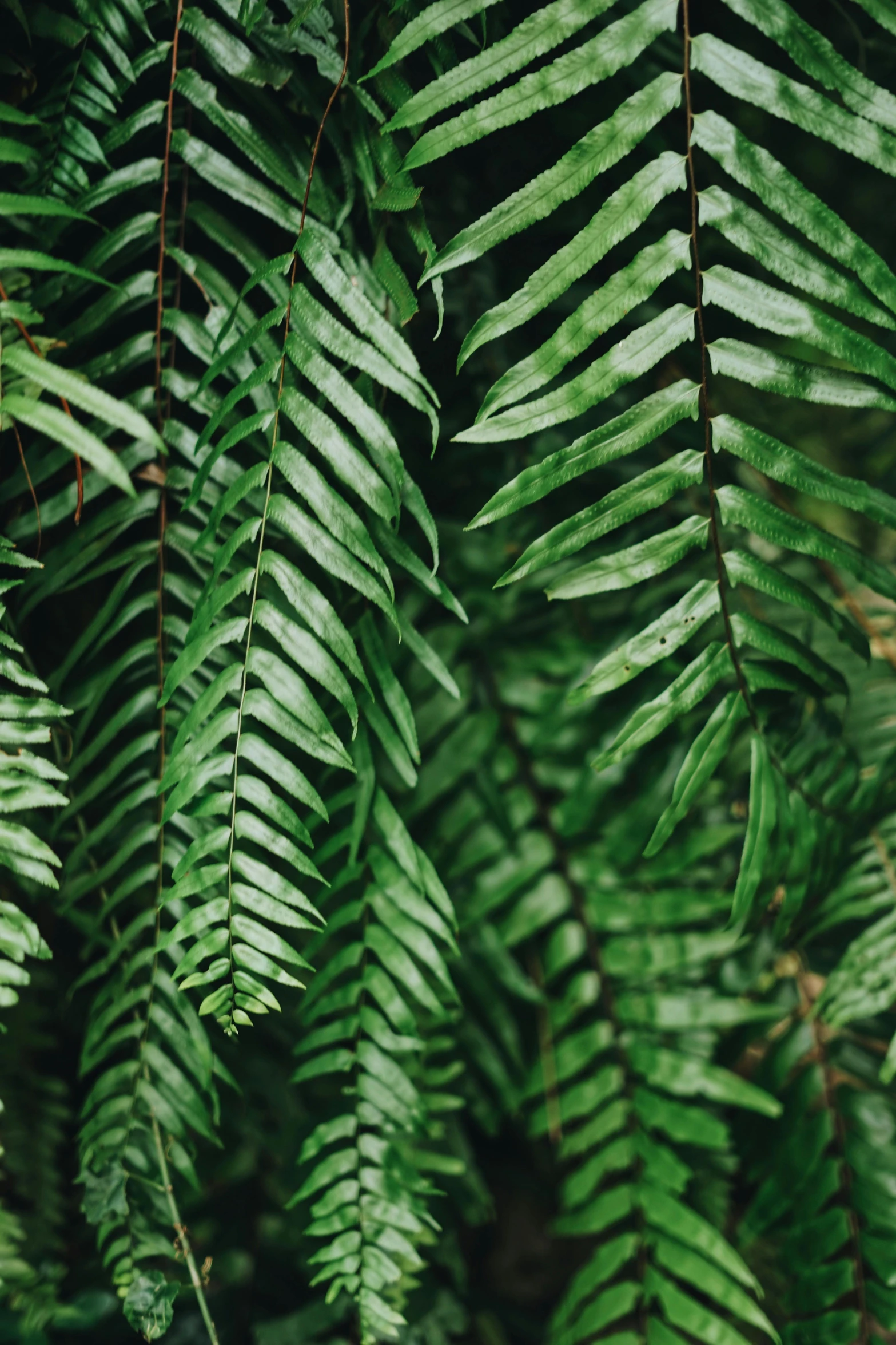 a bunch of green leaves hanging from a tree, trending on pexels, tree ferns, full frame, multiple stories, profile image