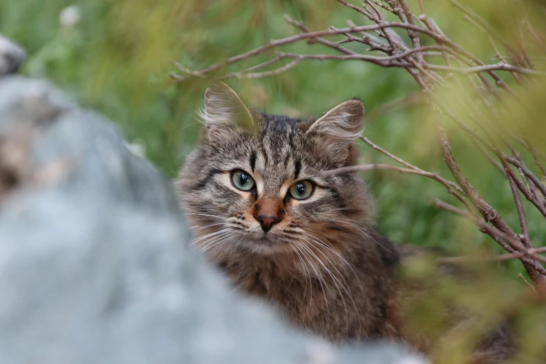 a cat that is sitting in the grass, on a rock, in a tree, looking at the camera, rugged face