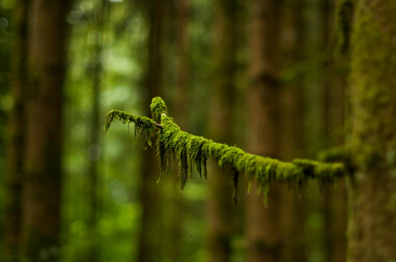 moss growing on a tree in the middle of a forest