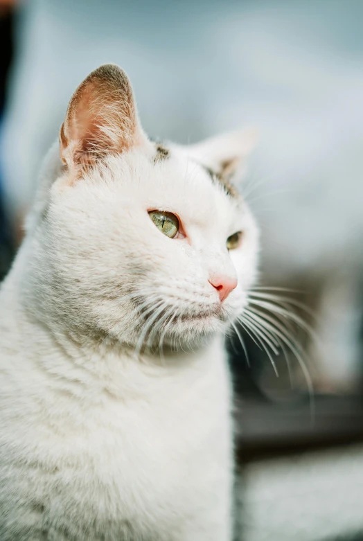 a white cat sitting on top of a wooden bench, by Niko Henrichon, trending on unsplash, renaissance, close - up of face, looking left, high quality photo, multiple stories