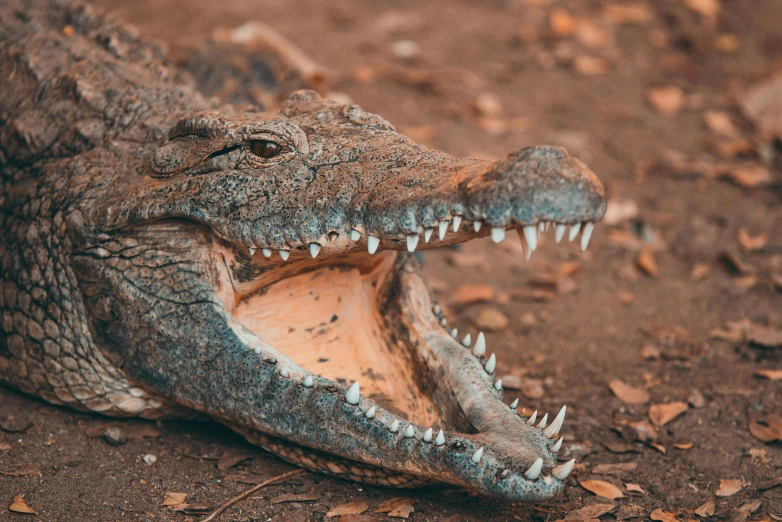 a close up of a crocodile with its mouth open, an album cover, pexels contest winner, hurufiyya, australian, brown, casual, high angle close up shot