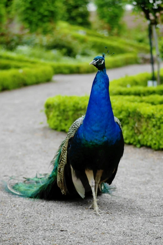 a peacock standing in the middle of a walkway, renaissance, prussian blue, including a long tail, sitting, on display