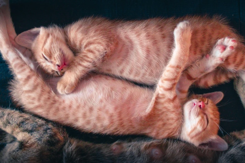 a couple of cats laying on top of each other, a photorealistic painting, by Jan Tengnagel, shutterstock contest winner, ginger cat, many legs, sweet dreams, a high angle shot