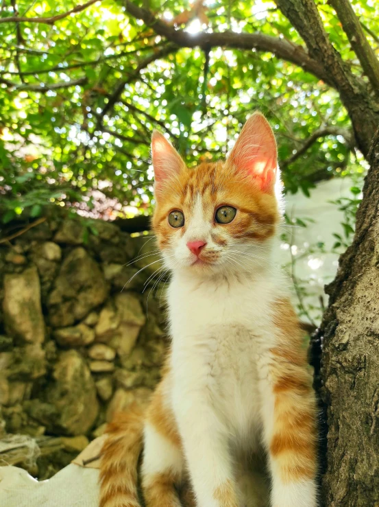 an orange and white cat sitting next to a tree, looking the camera, bosnian, instagram photo, profile image