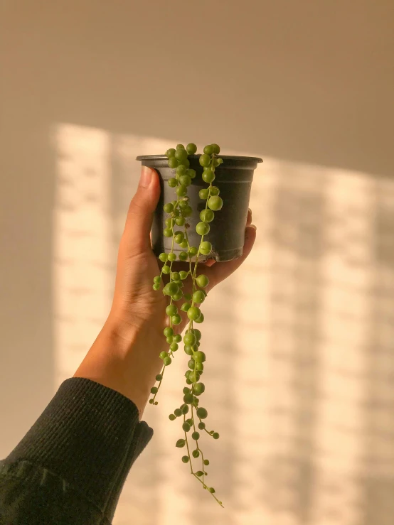 a hand holding a small potted plant on a white surface