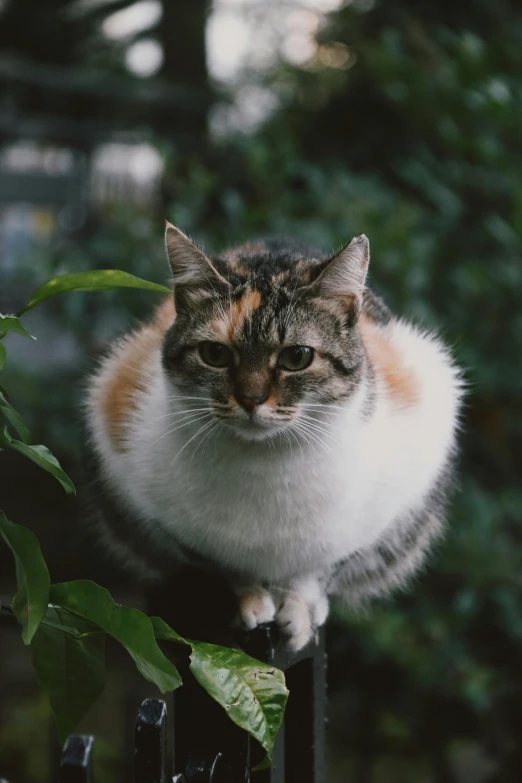 a calico cat sitting on top of a fence, an album cover, unsplash, very fat, sitting on a leaf, full frame image, female ascending