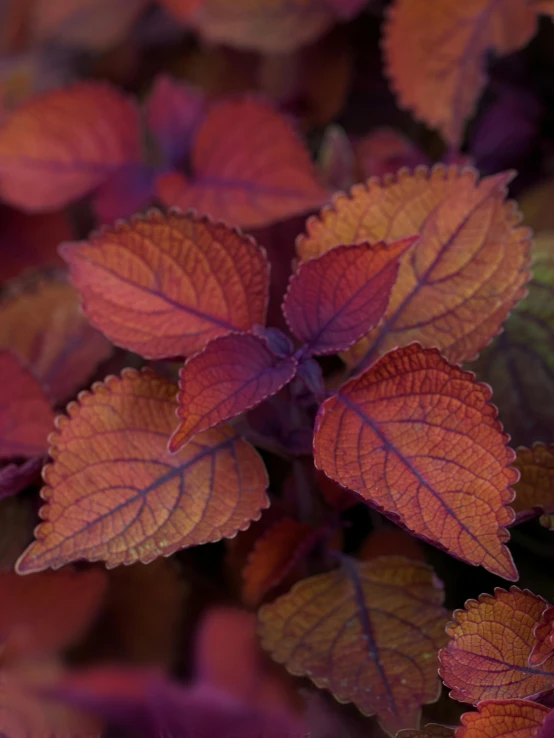 a close up of a bunch of leaves, a macro photograph, unsplash, renaissance, orange and purple color scheme, raspberry, low quality photo, shot with sony alpha 1 camera