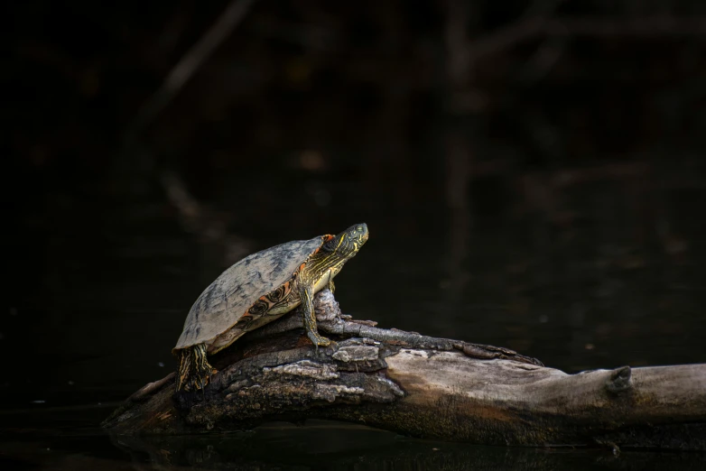 a turtle sitting on a log in the water, a portrait, unsplash contest winner, australian tonalism, on his hind legs, on a branch, slide show, museum quality photo