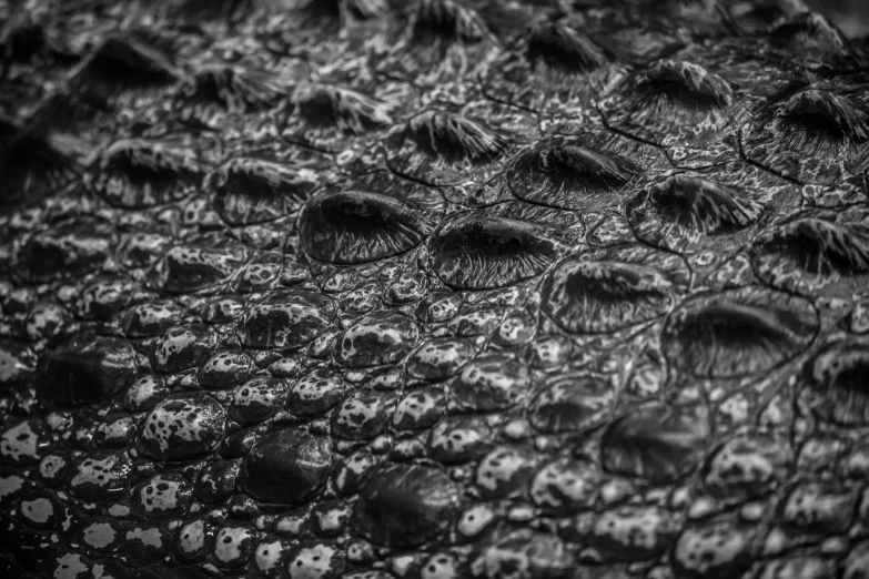 a black and white photo of an alligator's skin, by Adam Marczyński, pexels, visual art, water drops, abstract black leather, highly realistic bump map, reptile eyes