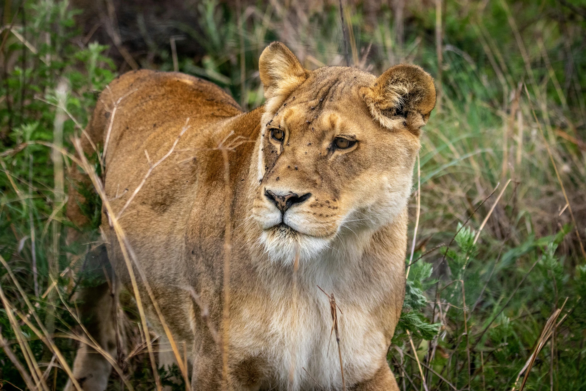 a lion standing on top of a lush green field, posing for a picture