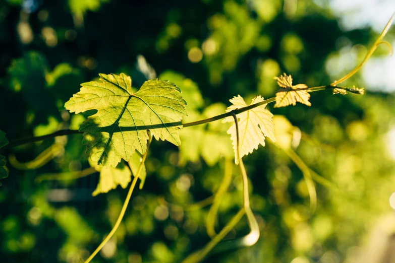 a close up of a leaf on a tree branch, unsplash, an idyllic vineyard, in the sun, amongst foliage, high quality image”