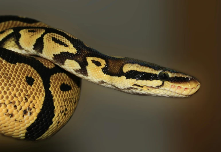 a close up of a snake on a branch, trending on pexels, hyperrealism, black and yellow colors, mixed animal, big chin, 5 years old