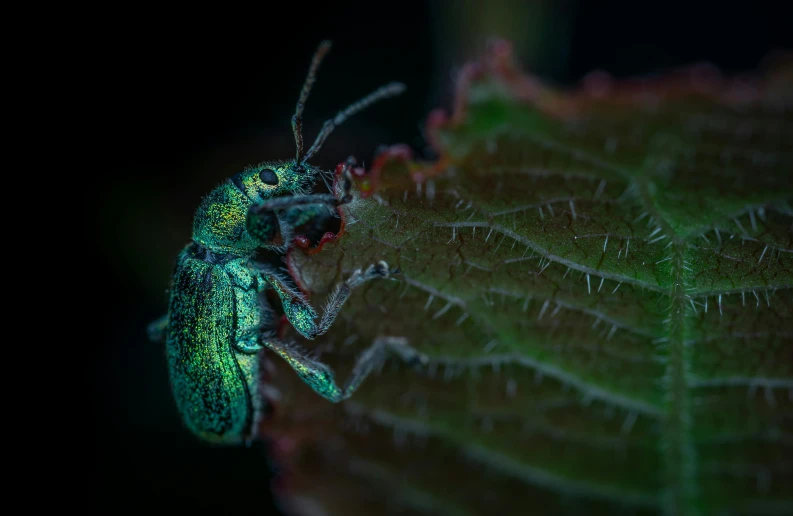 a green beetle sitting on top of a leaf, a macro photograph, by Adam Marczyński, pexels contest winner, at nighttime, green magenta and gold, megascans, cute forest creature