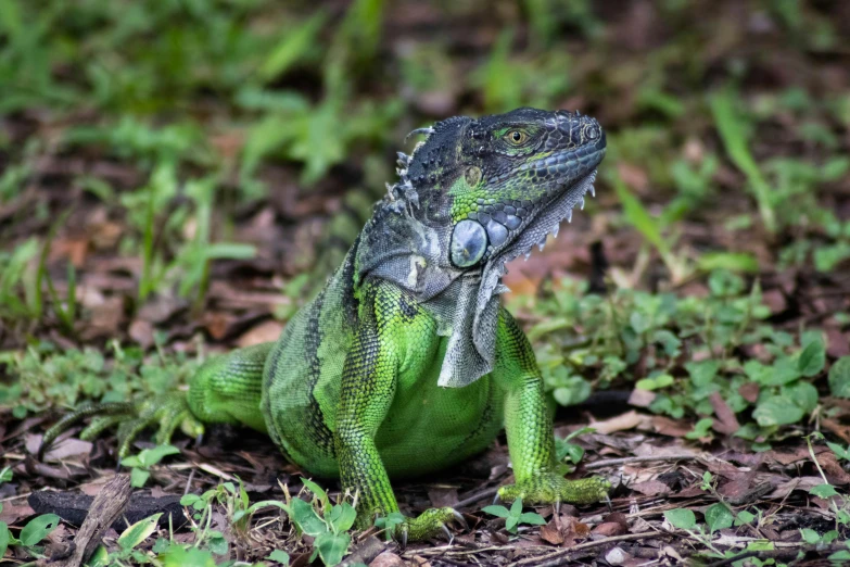 a close up of a lizard on the ground, by Carey Morris, pexels contest winner, sumatraism, wearing green, avatar image, pet animal, large green dragon